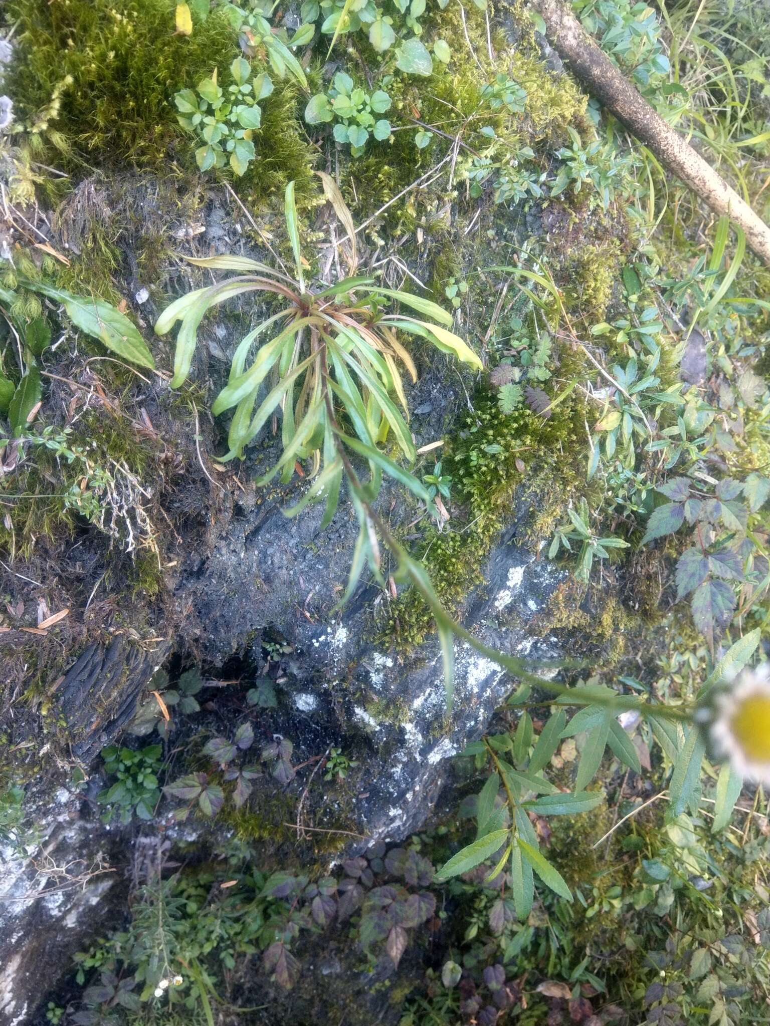 Слика од Erigeron morrisonensis Hayata