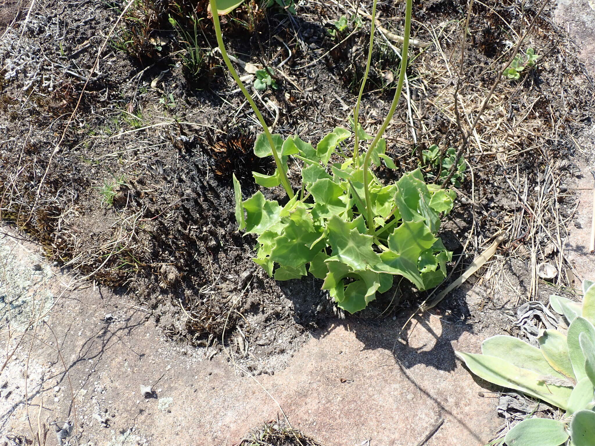 Plancia ëd Senecio oxyriifolius subsp. oxyriifolius