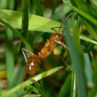 Image of <i>Formica biophilica</i> Trager