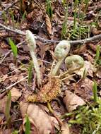 Image of Alaska hollyfern