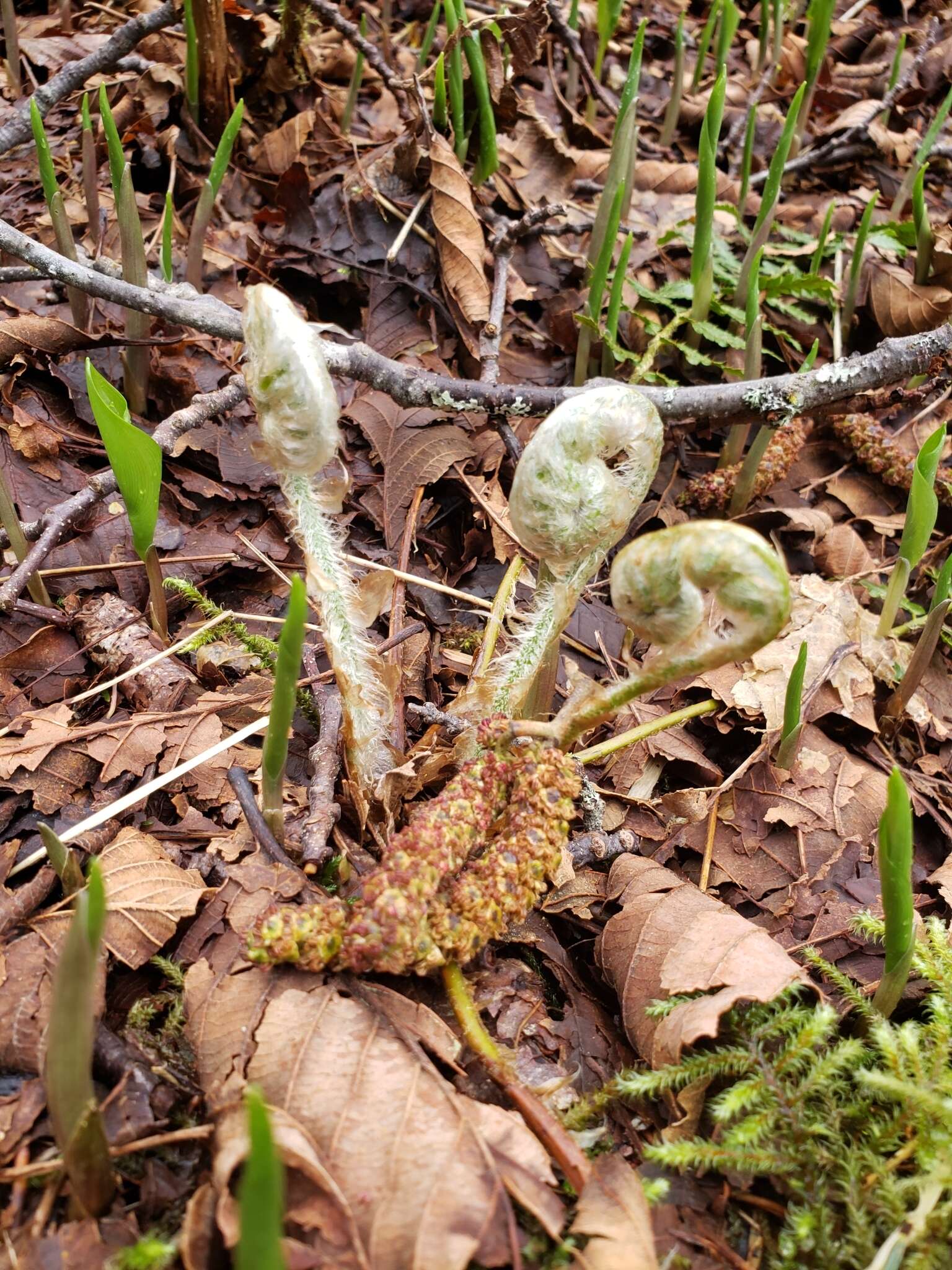 Image of Alaska hollyfern