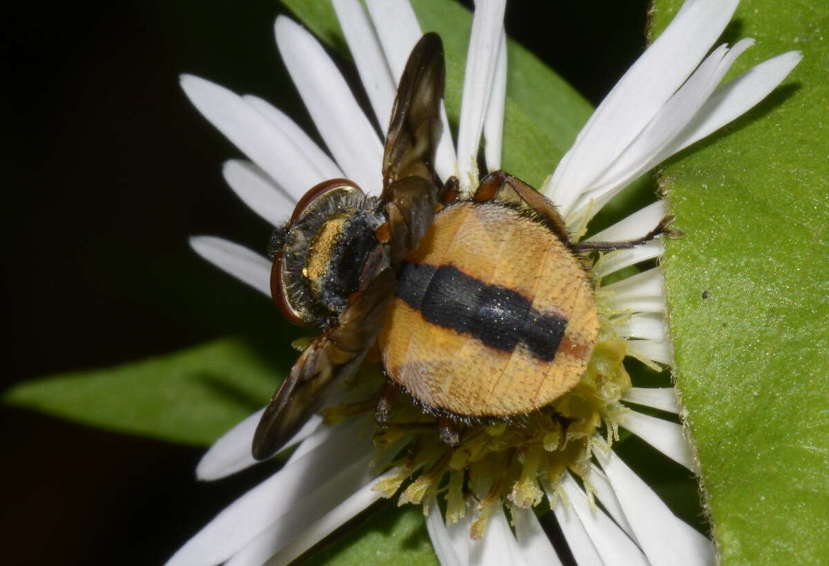 Imagem de Ectophasia crassipennis (Fabricius 1794)