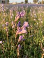 Image of Ixia rapunculoides Redouté