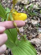 Imagem de Cypripedium parviflorum var. parviflorum