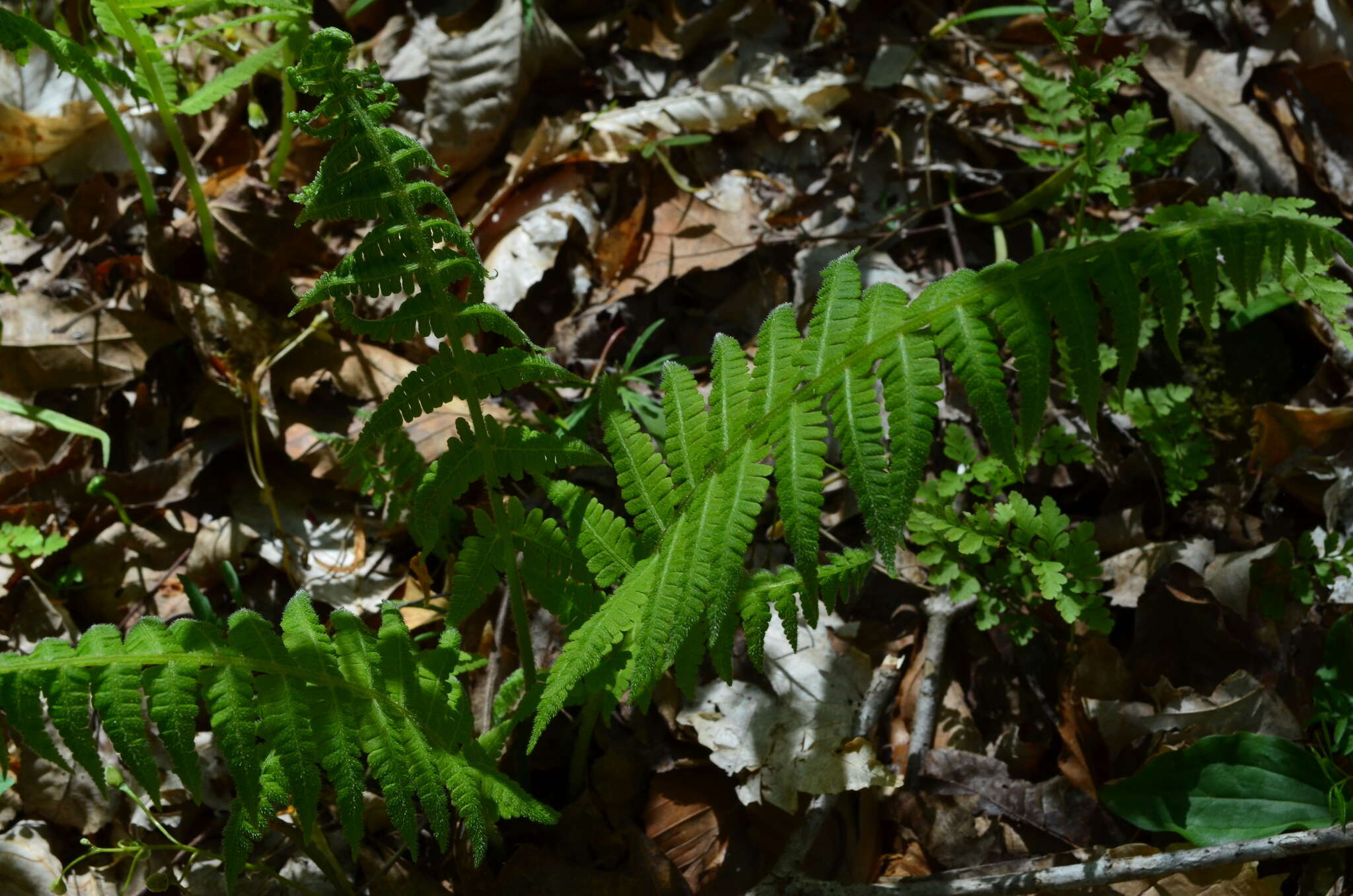 Слика од Deparia acrostichoides (Sw.) M. Kato