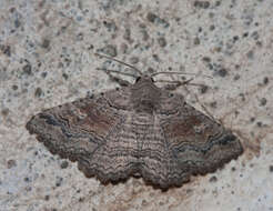 Pericyma albidentaria Freyer 1841 resmi