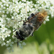 صورة Stratiomys longicornis (Scopoli 1763)