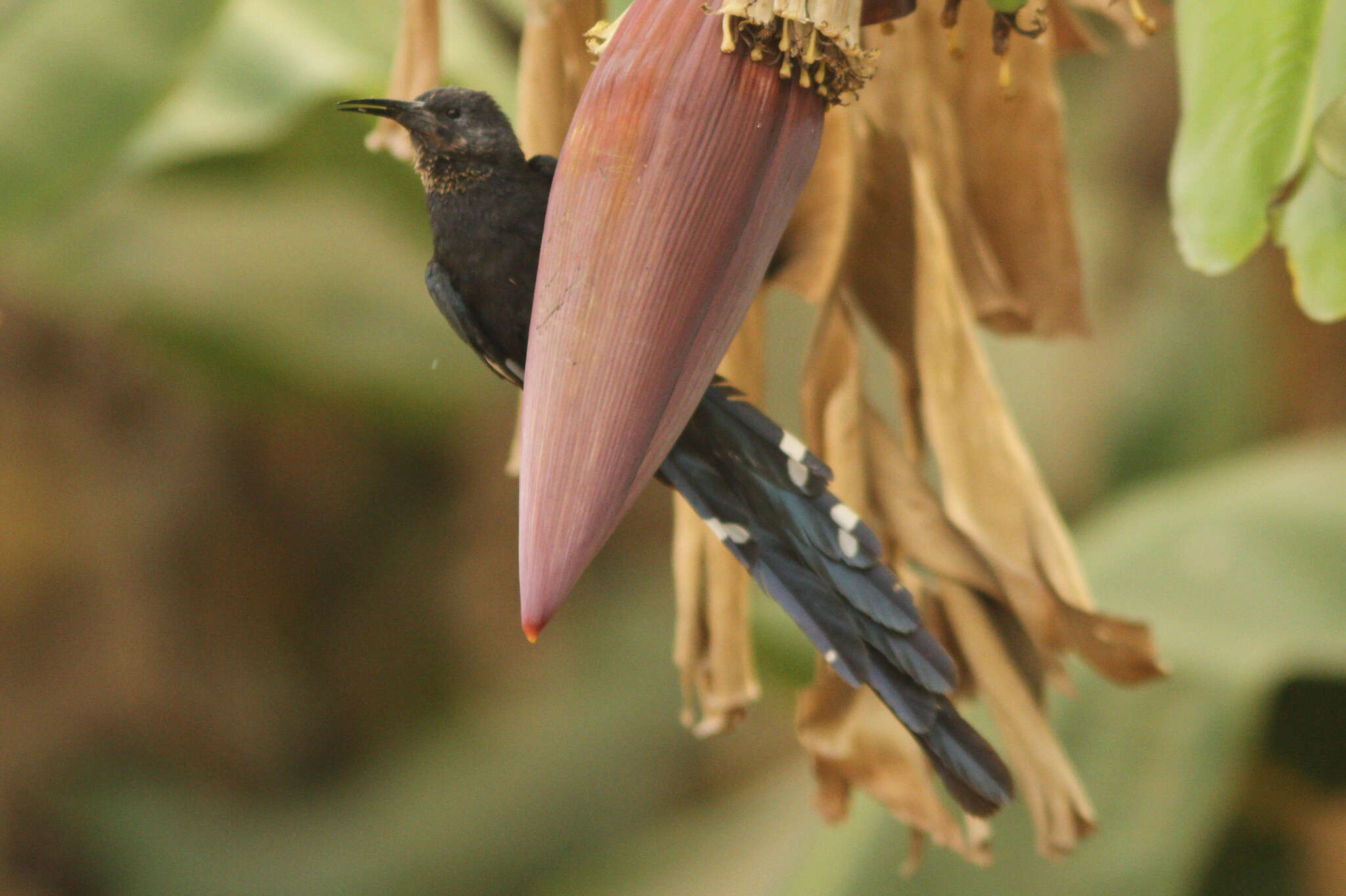 Image of Black Scimitar-bill