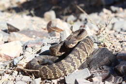 Image of Crotalus molossus nigrescens Gloyd 1936