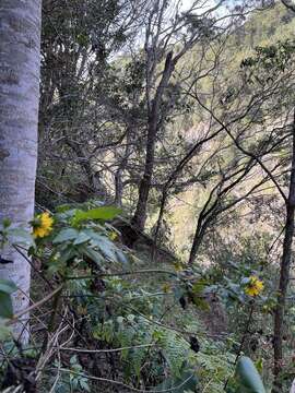 صورة Bidens cosmoides (A. Gray) Sherff