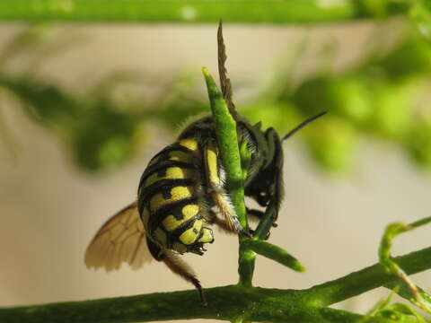 Image de Anthidium loti Perris 1852