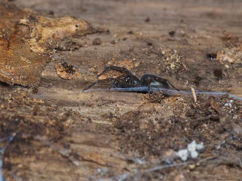 Image of Callobius claustrarius (Hahn 1833)