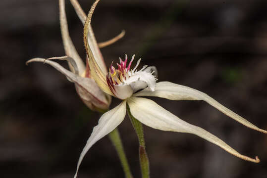 Image of Caladenia triangularis R. S. Rogers