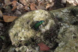 Sivun Calosoma (Calosoma) aurocinctum Chaudoir 1850 kuva