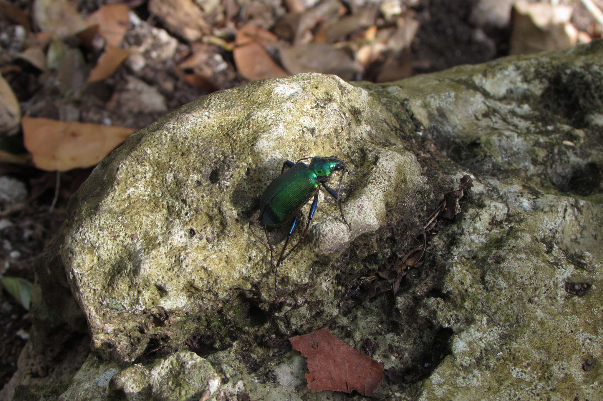 Слика од Calosoma (Calosoma) aurocinctum Chaudoir 1850