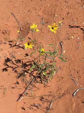 Image of Helianthus deserticola Heiser