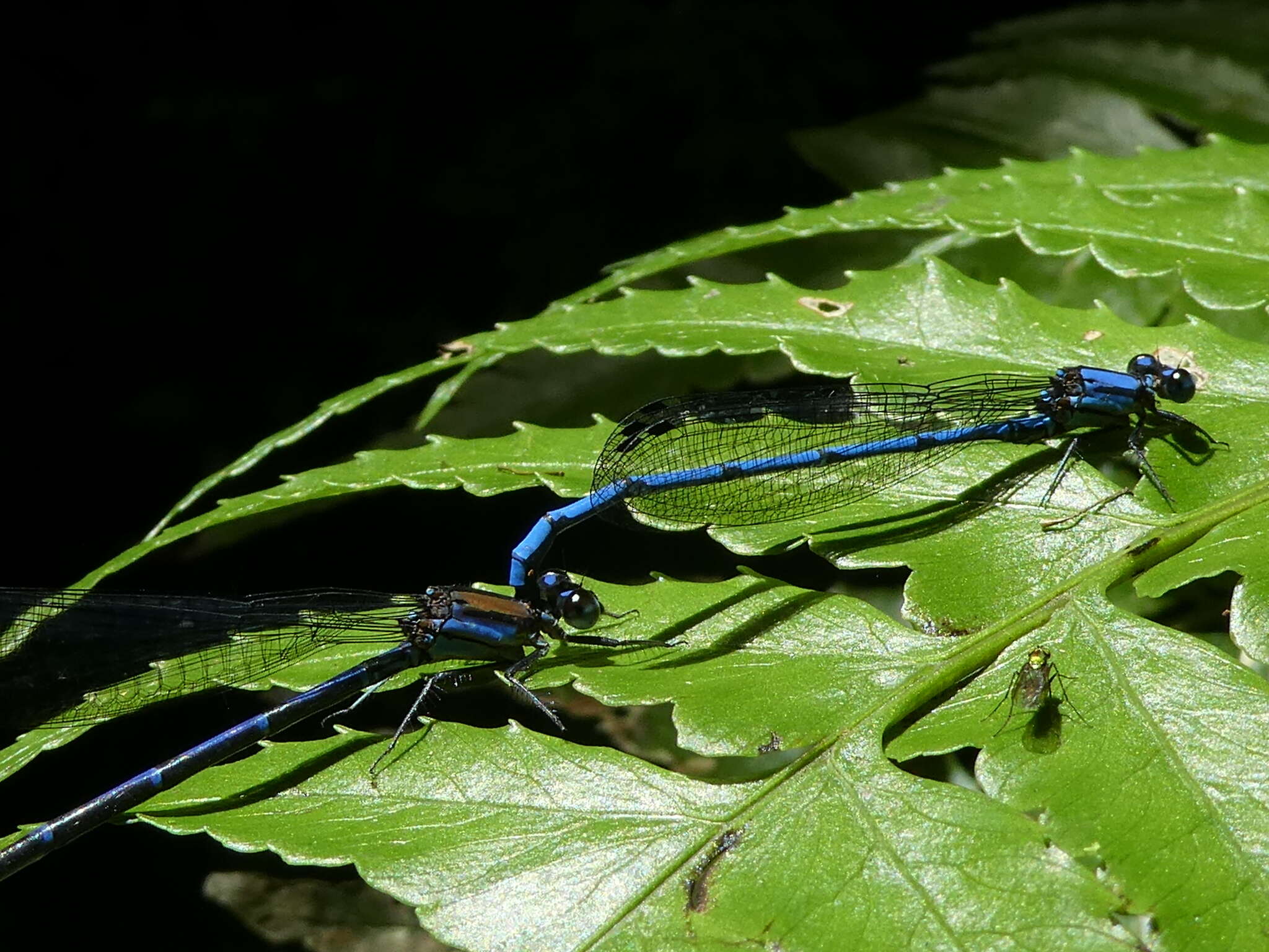 Image of Argia medullaris Hagen ex Selys 1865