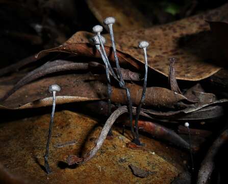 Imagem de Xylaria clusiae K. F. Rodrigues, J. D. Rogers & Samuels 1990