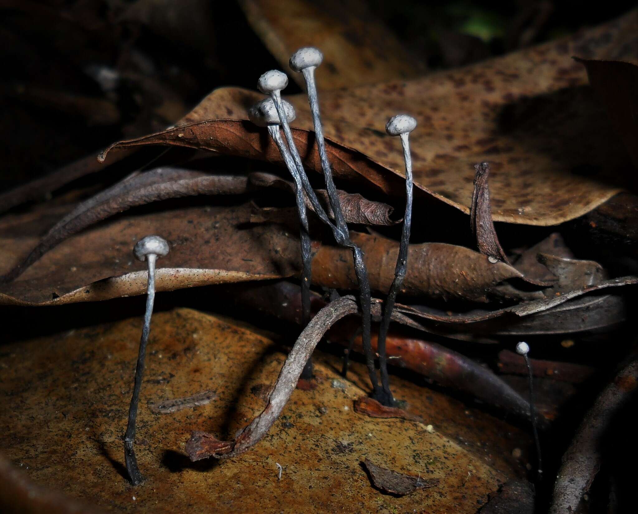Image of Xylaria clusiae K. F. Rodrigues, J. D. Rogers & Samuels 1990