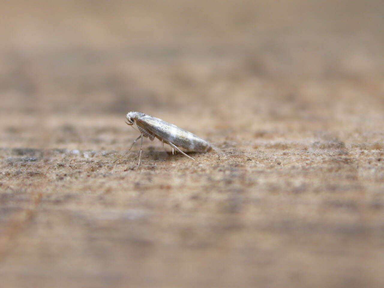 Imagem de Argyresthia trifasciata Staudinger 1871