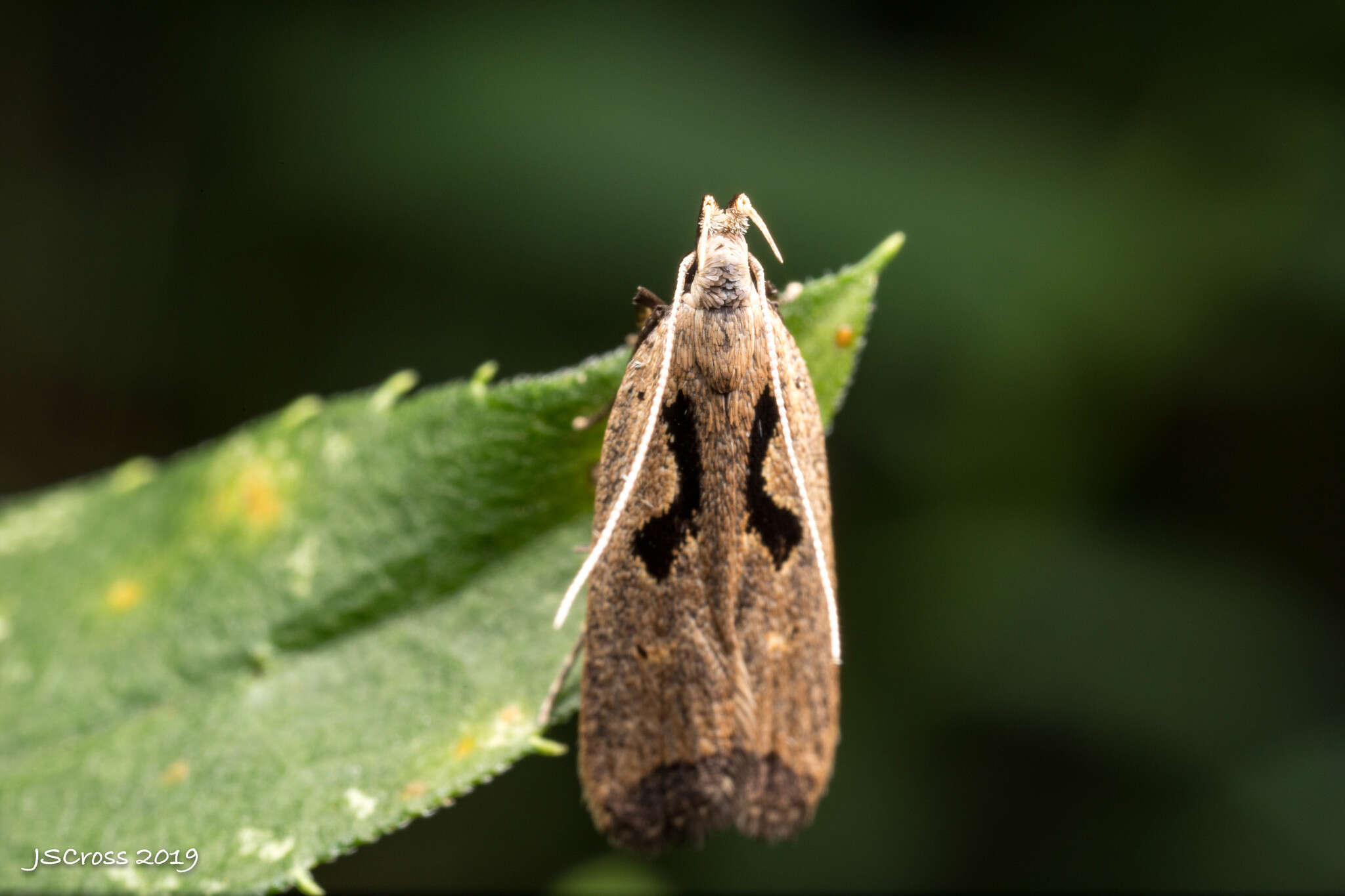 Image of Dichomeris laetitia Hodges 1986