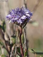 Image of Globularia arabica Jaub. & Sp.