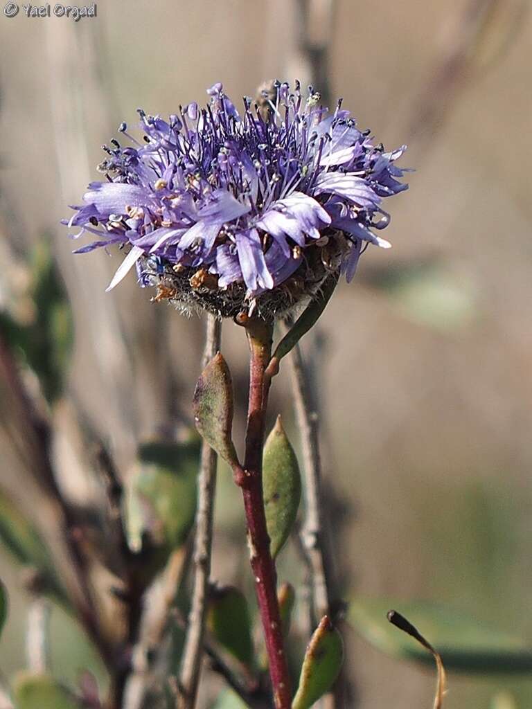 Image of Globularia arabica Jaub. & Sp.