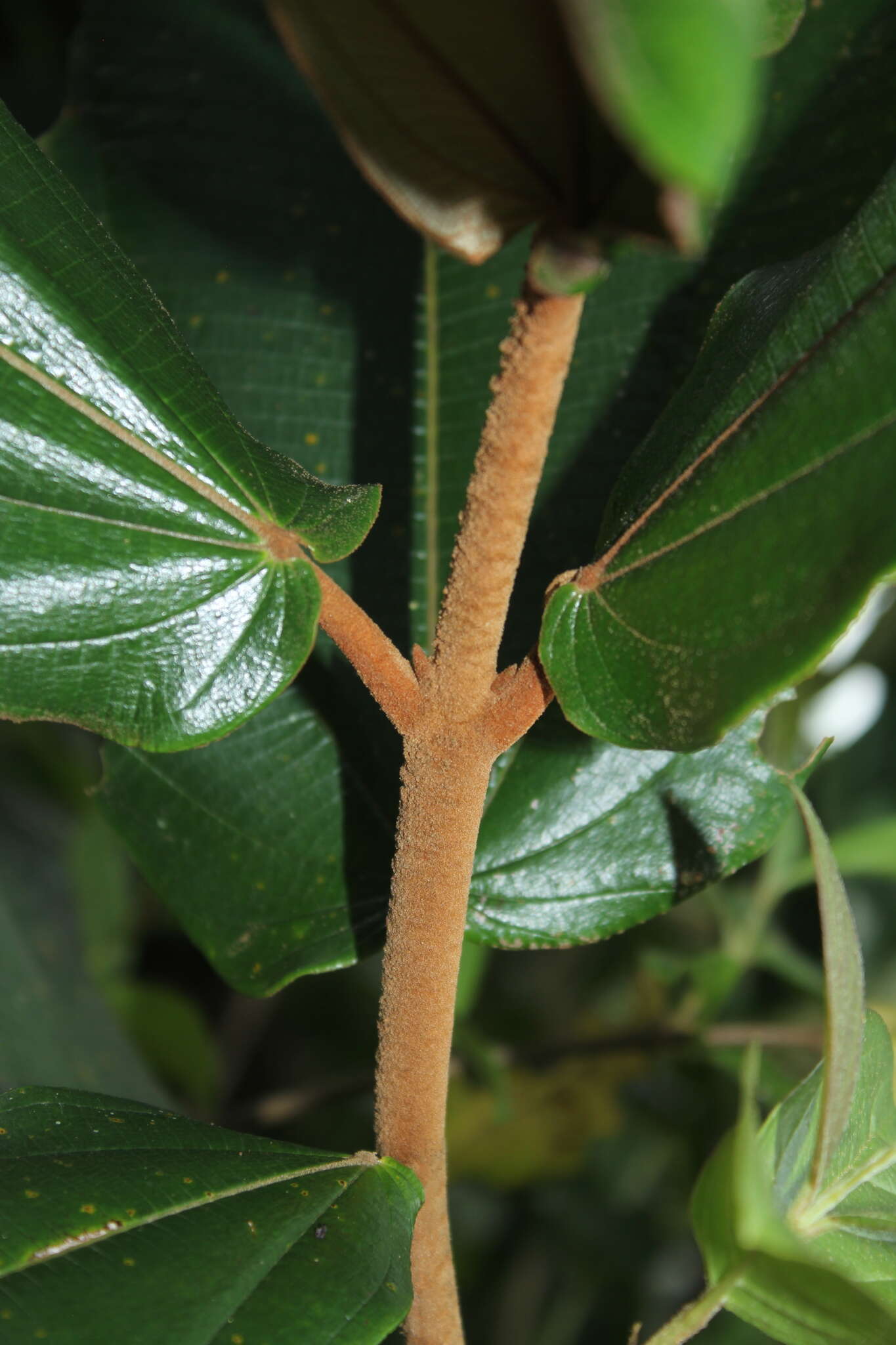 Image of Miconia bubalina (D. Don) Naud.