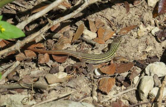 Image of Common Spotted Whiptail