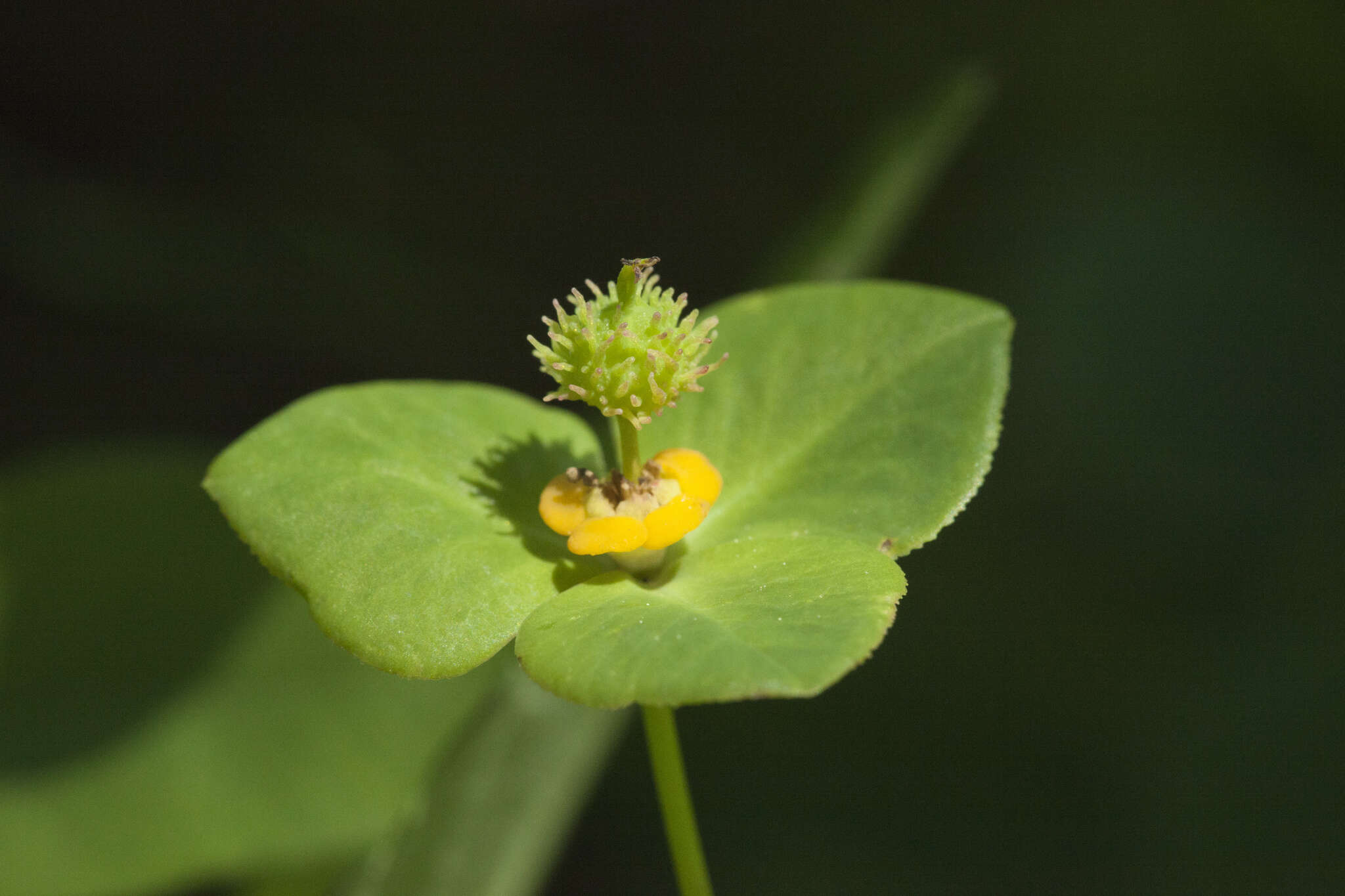 Слика од Euphorbia lucorum Rupr.