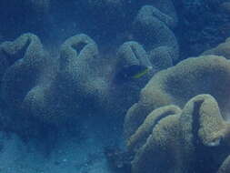 Image of Twister Wrasse