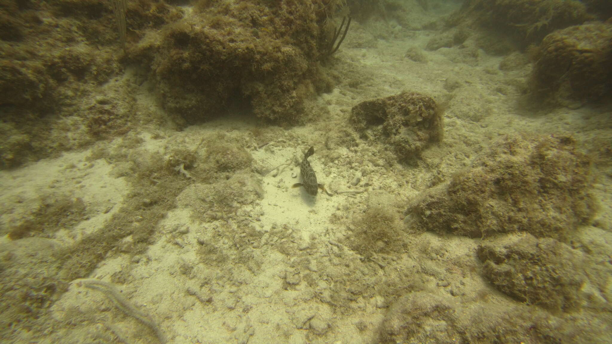 Image of Black Grouper