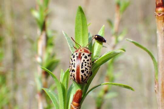 Image of Calligrapha (Calligrapha) verrucosa (Suffrian 1858)