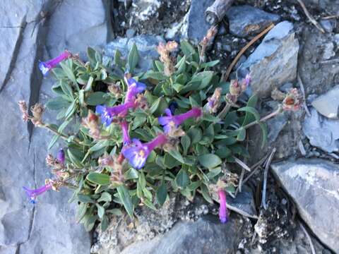 Image of low beardtongue