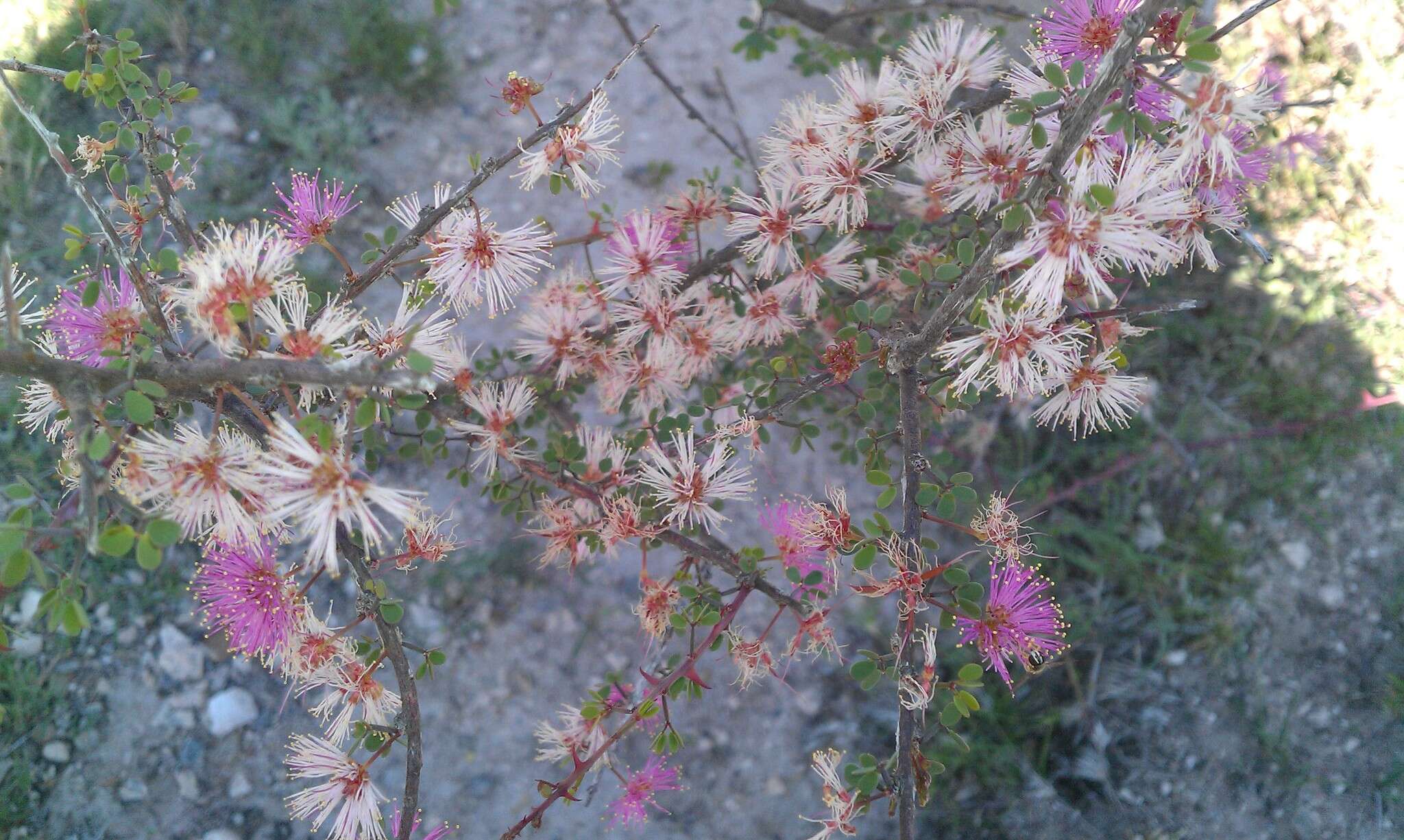 Image de Mimosa zygophylla A. Gray