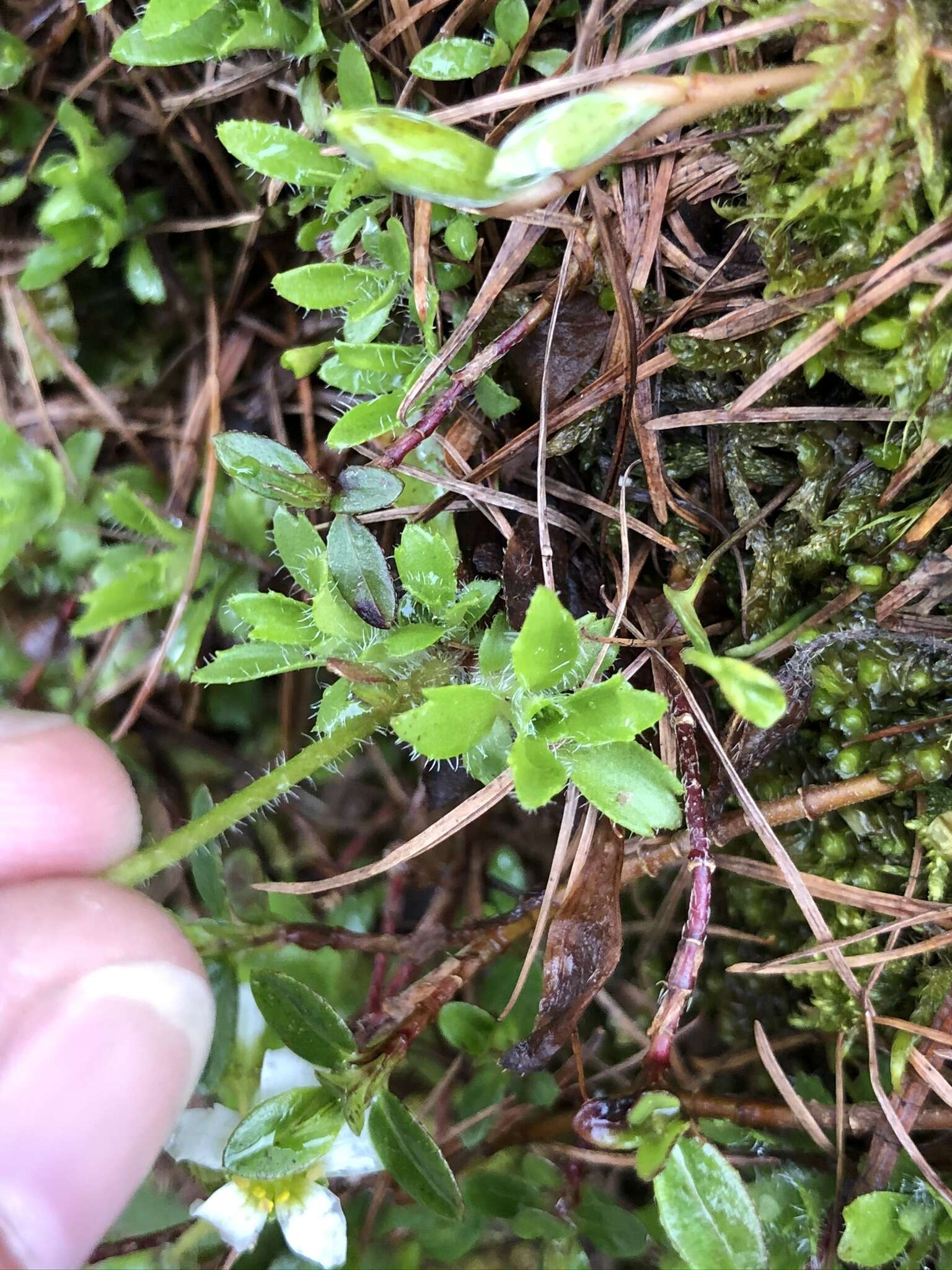 Imagem de Saxifraga androsacea L.