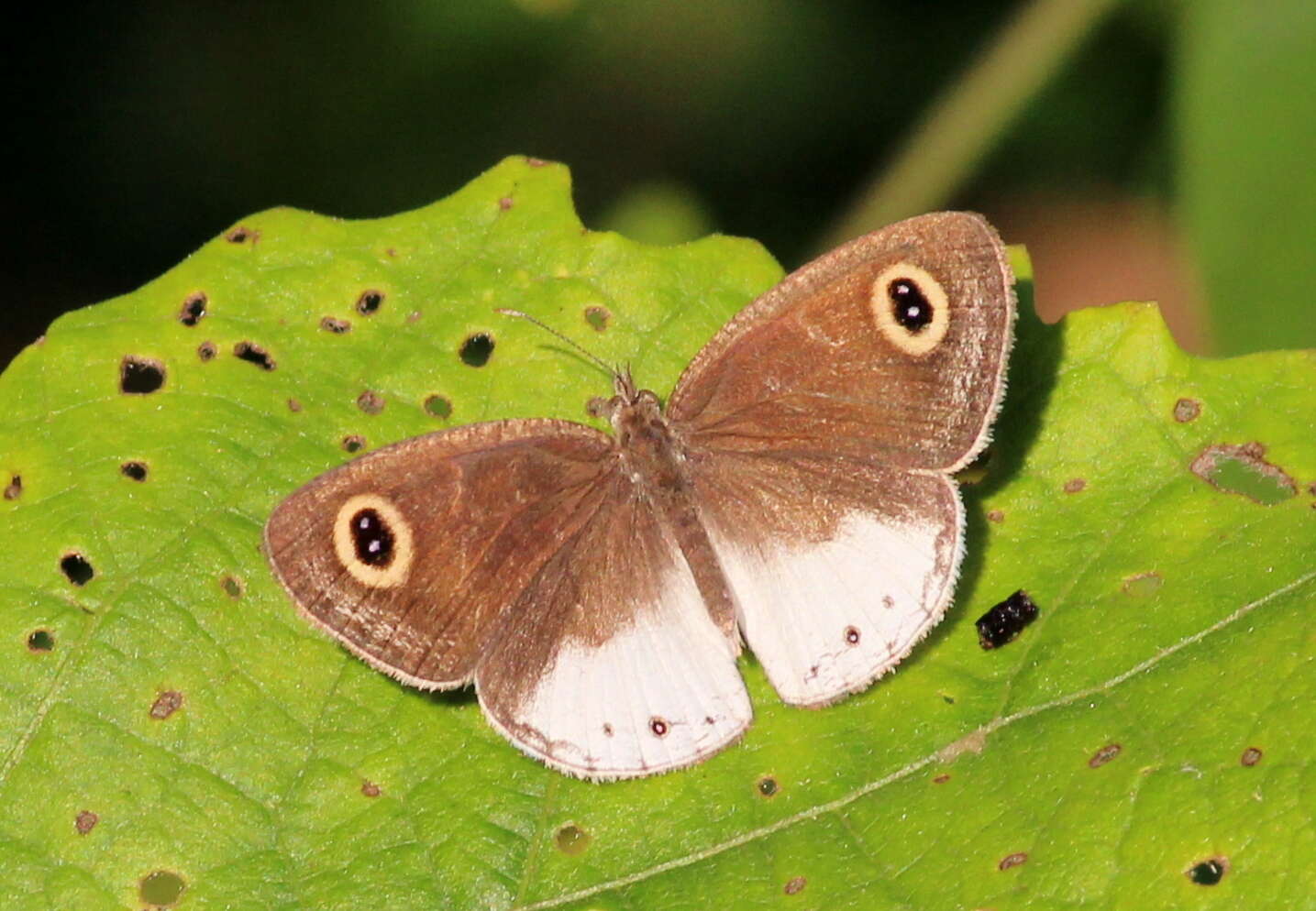 Image of Ypthima ceylonica Hewitson 1864