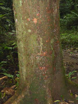 Image of Eyelash Viper