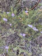 Image of Eremophila pustulata S. Moore