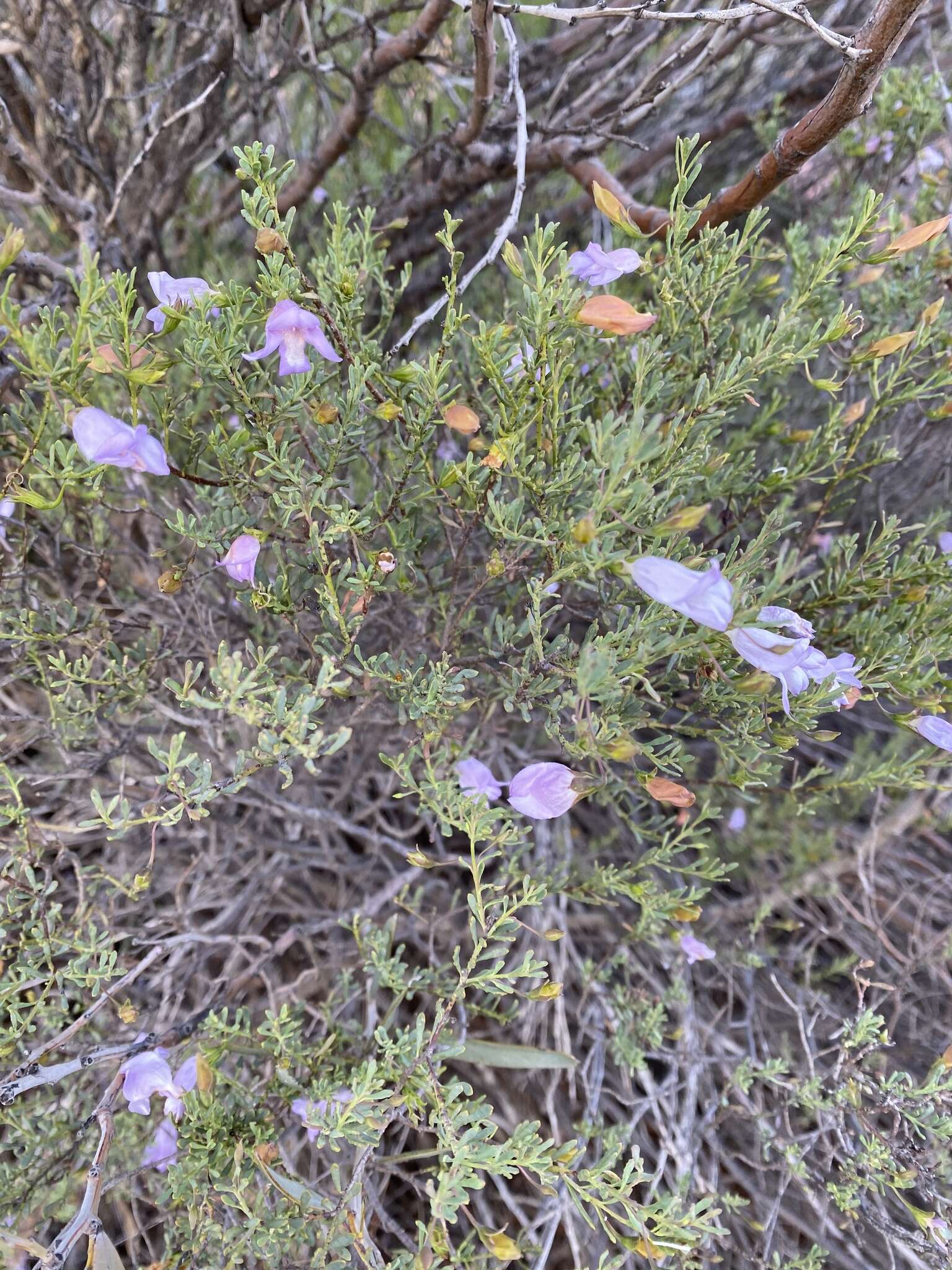 Imagem de Eremophila pustulata S. Moore