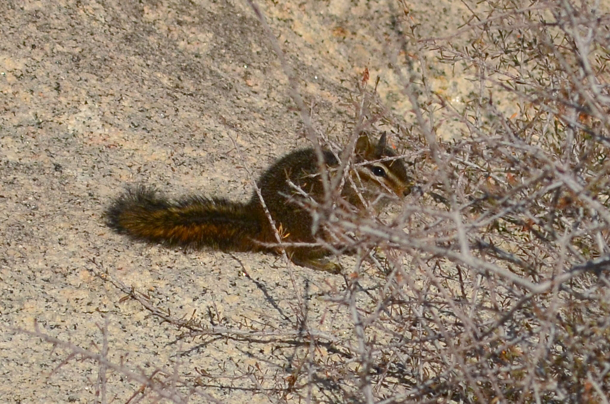 Image of California Chipmunk