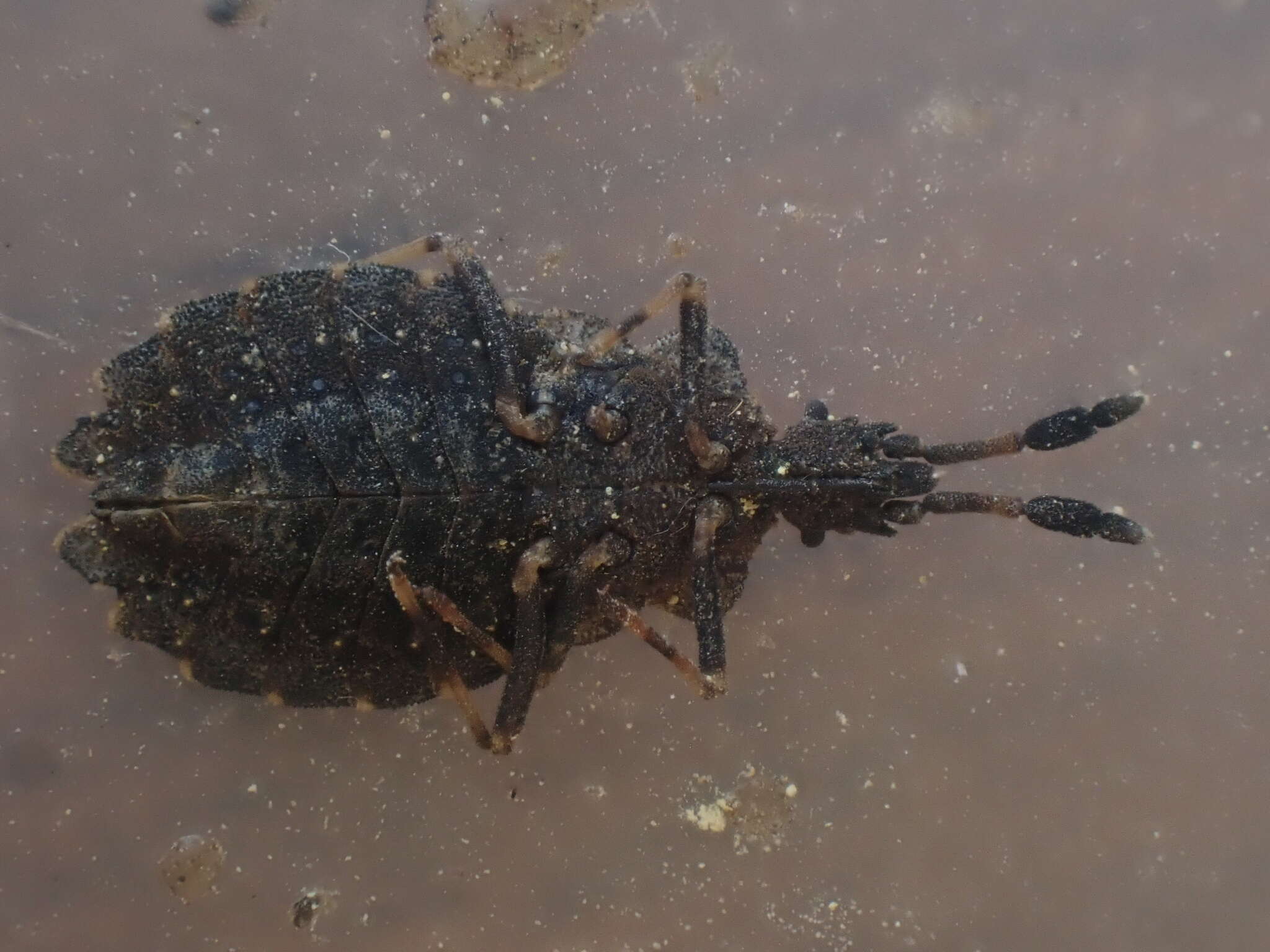 Image of Aradus (Aradus) quadrilineatus Say 1825