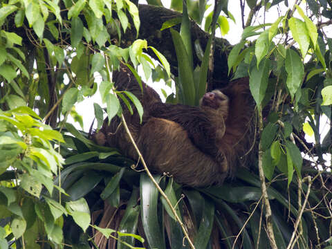 Image of two-toed sloths