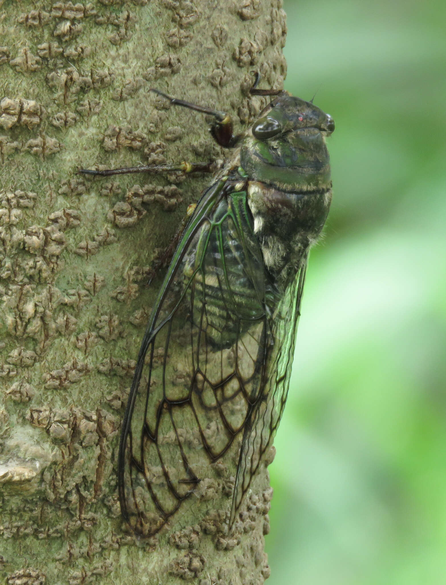 Image of Fidicina toulgoeti Boulard & Martinelli 1996