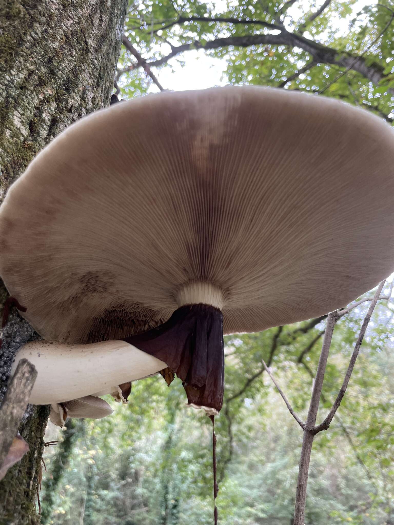 Image of Cyclocybe cylindracea (DC.) Vizzini & Angelini 2014