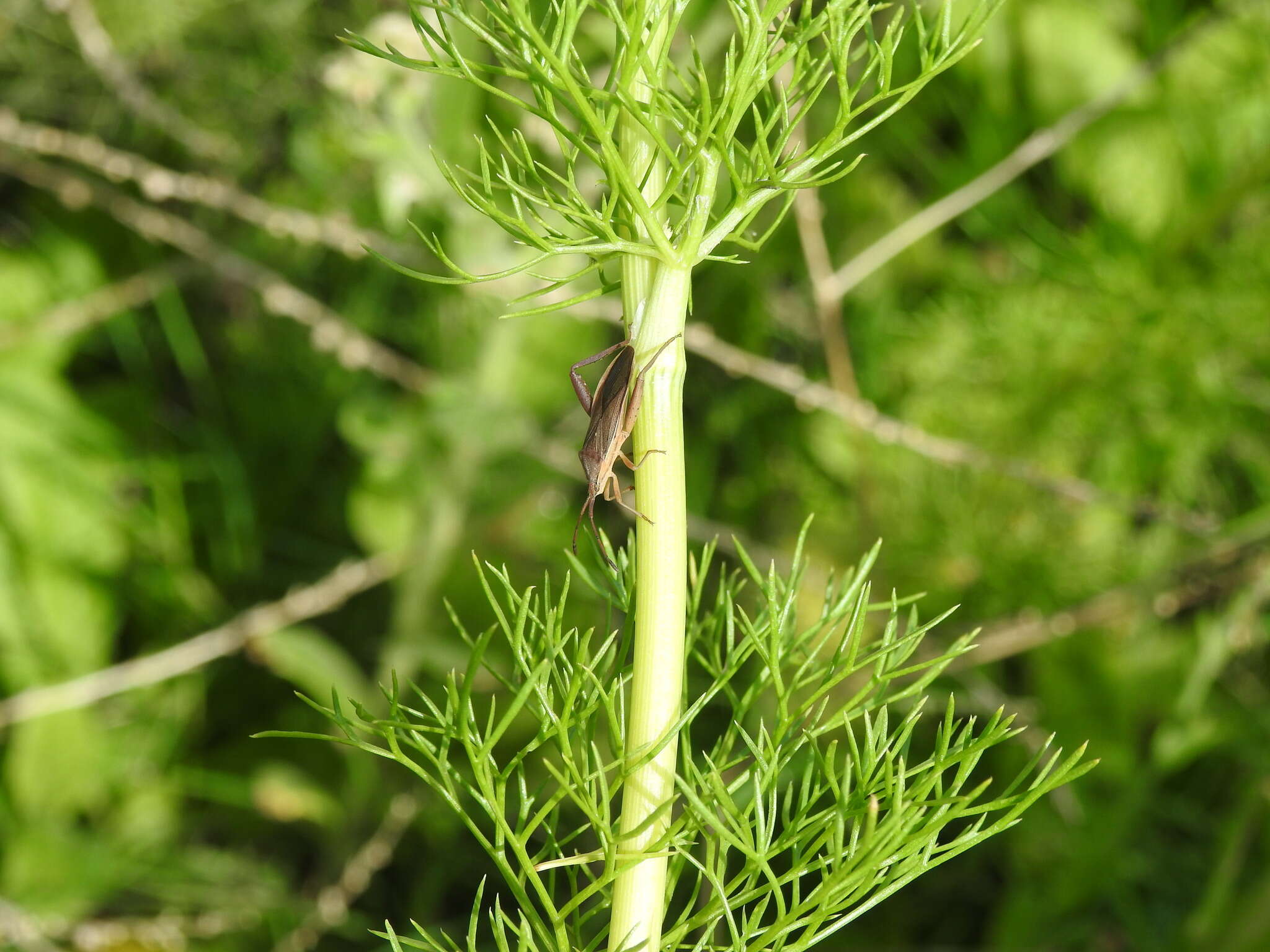 Plancia ëd Athaumastus subcarinatus (Stål 1860)