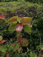 Image of Ficus arnottiana (Miq.) Miq.