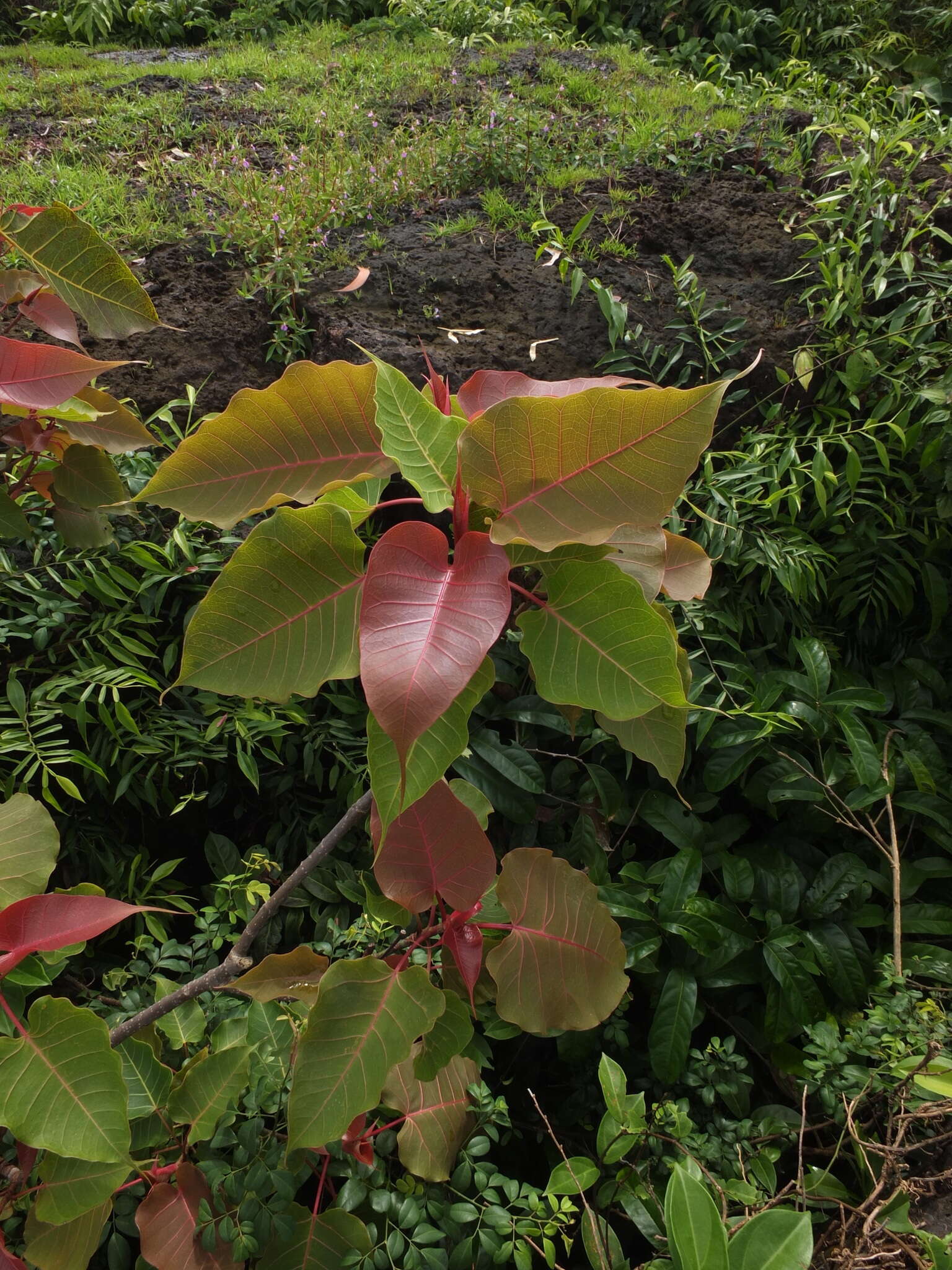 Image of Ficus arnottiana (Miq.) Miq.