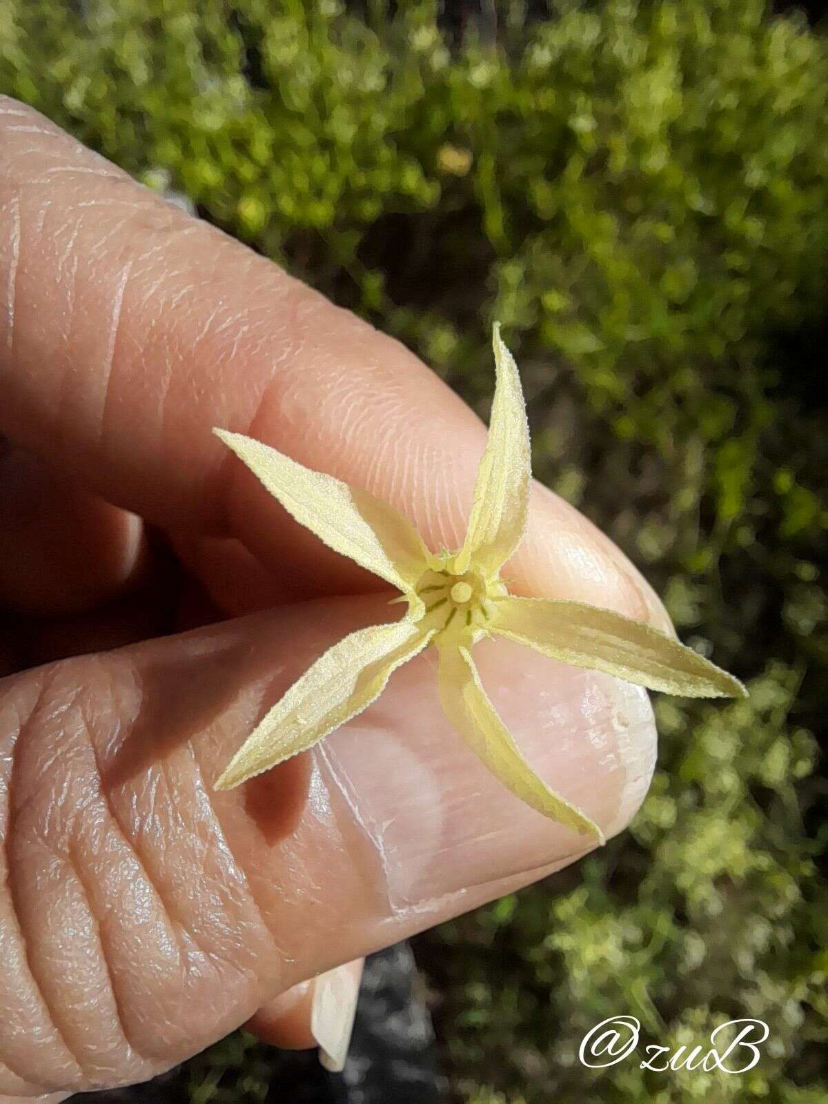 Image of Echinopepon pubescens (Benth.) Rose