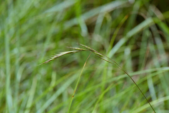 Image de Bromus morrisonensis Honda